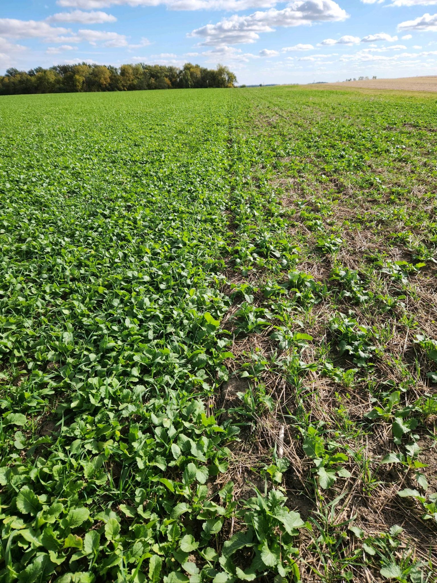 Planting Cover Crops Vertical Tillage vs. Air Drill Plant Cover Crops