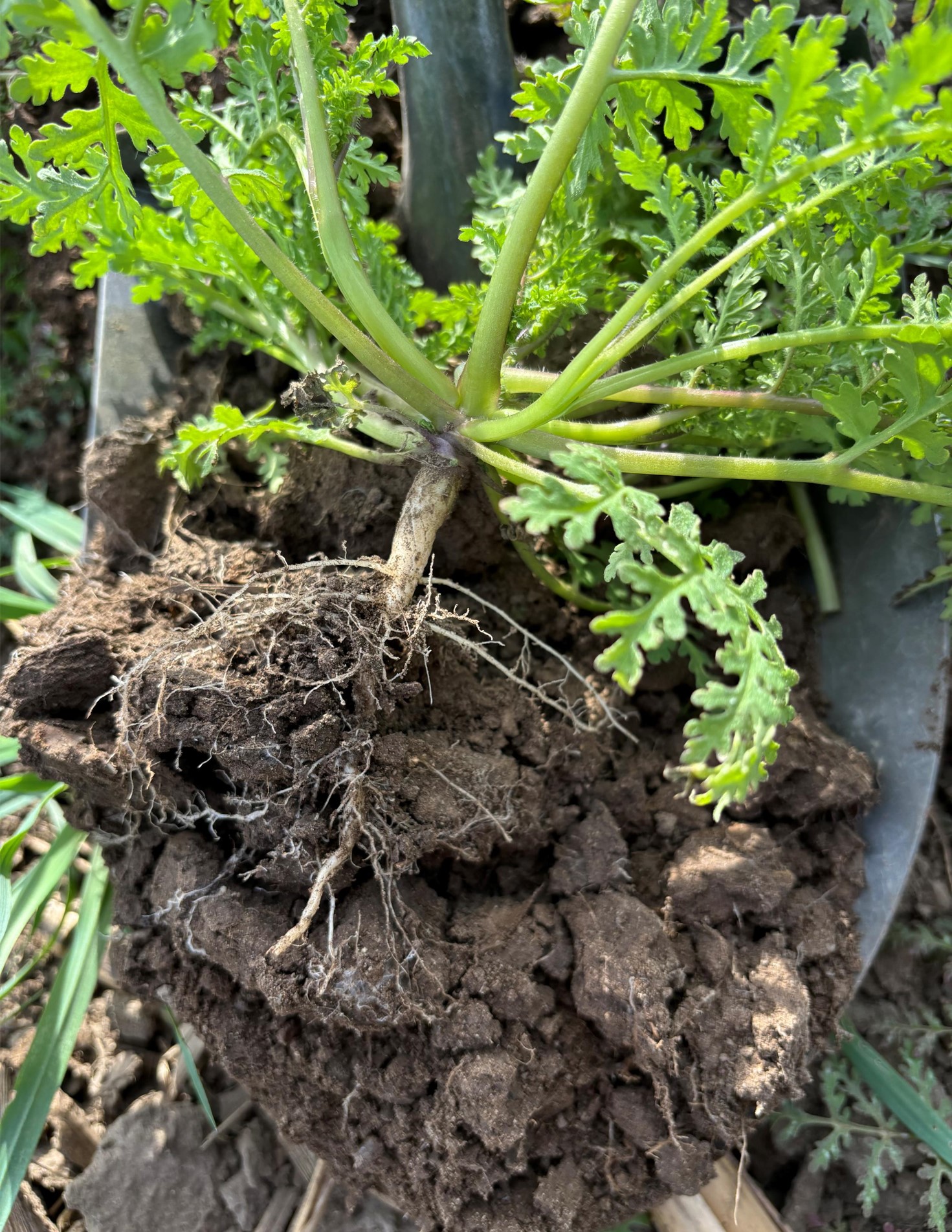 One primary benefit of cover crops is their ability to break up soil compaction. 