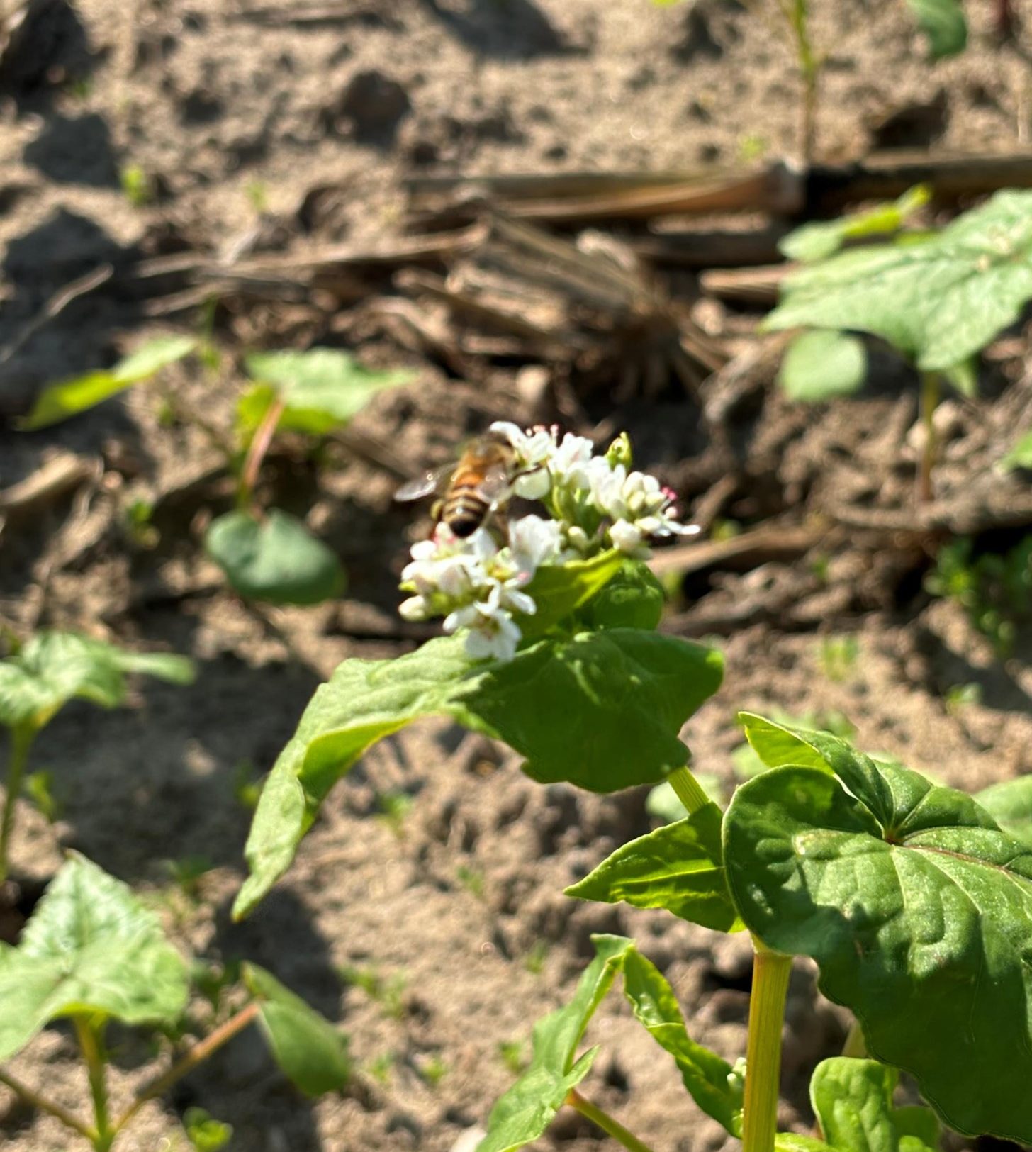 Buckwheat is an excellent pollinator. 