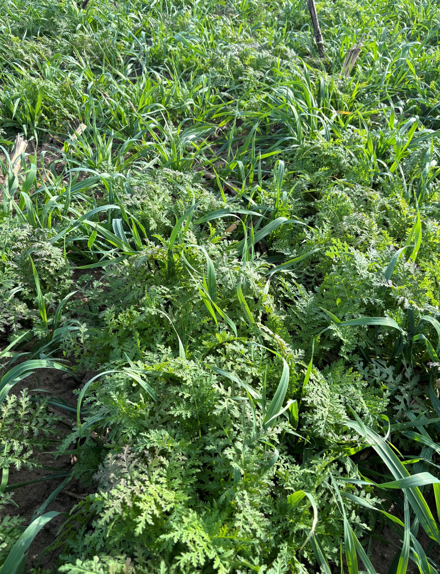 Black oats with phacelia 