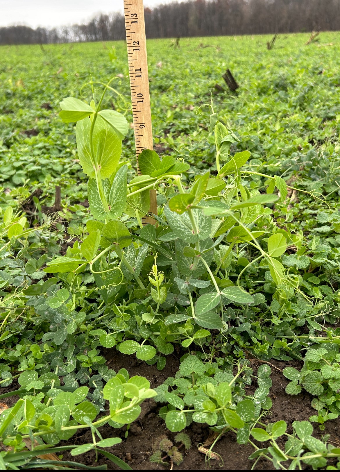 Austrian winter peas - November 2024 - after corn silage