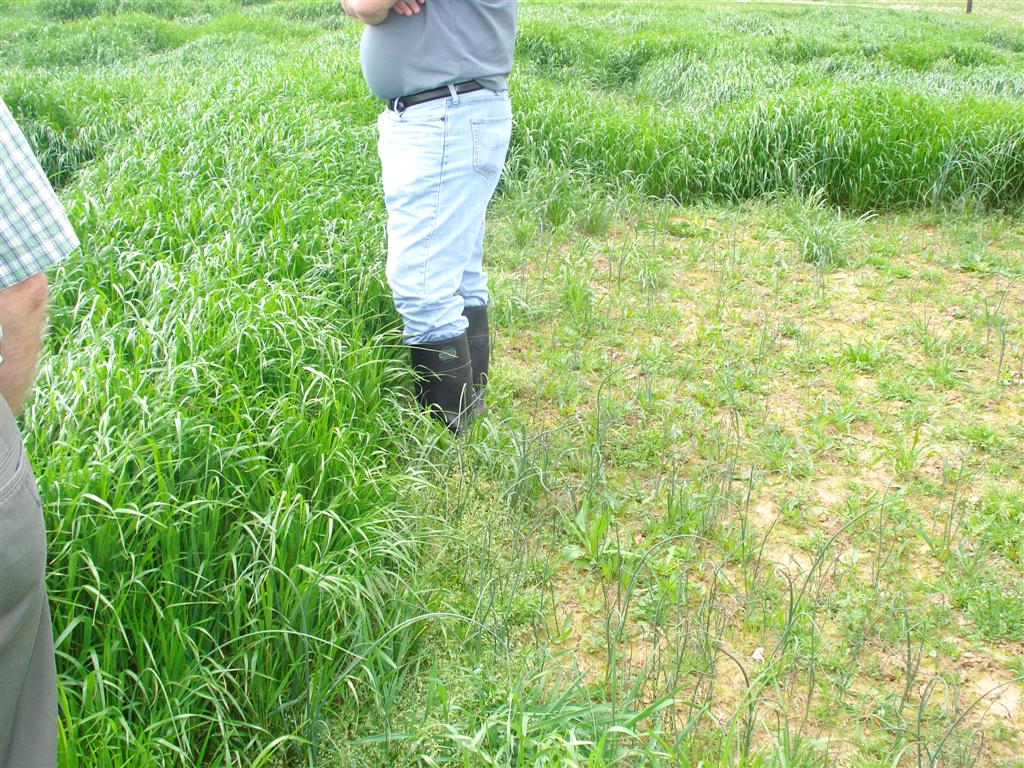 Bruiser annual ryegrass - great winter survival - good for forage