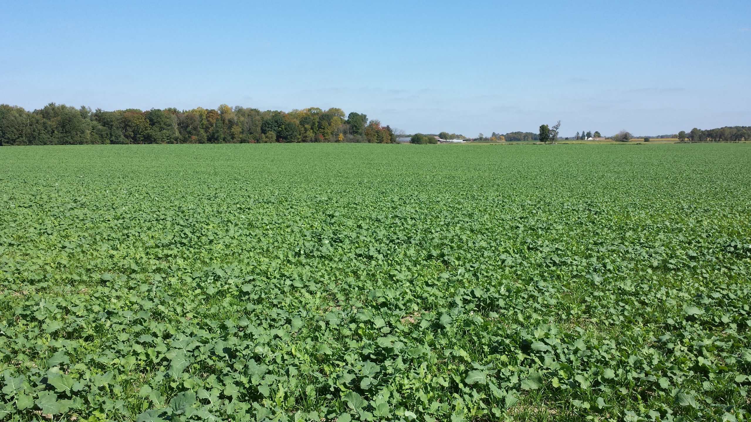 Mix - 15 pounds annual ryegrass, 4 pounds rapeseed, 2 pounds radish