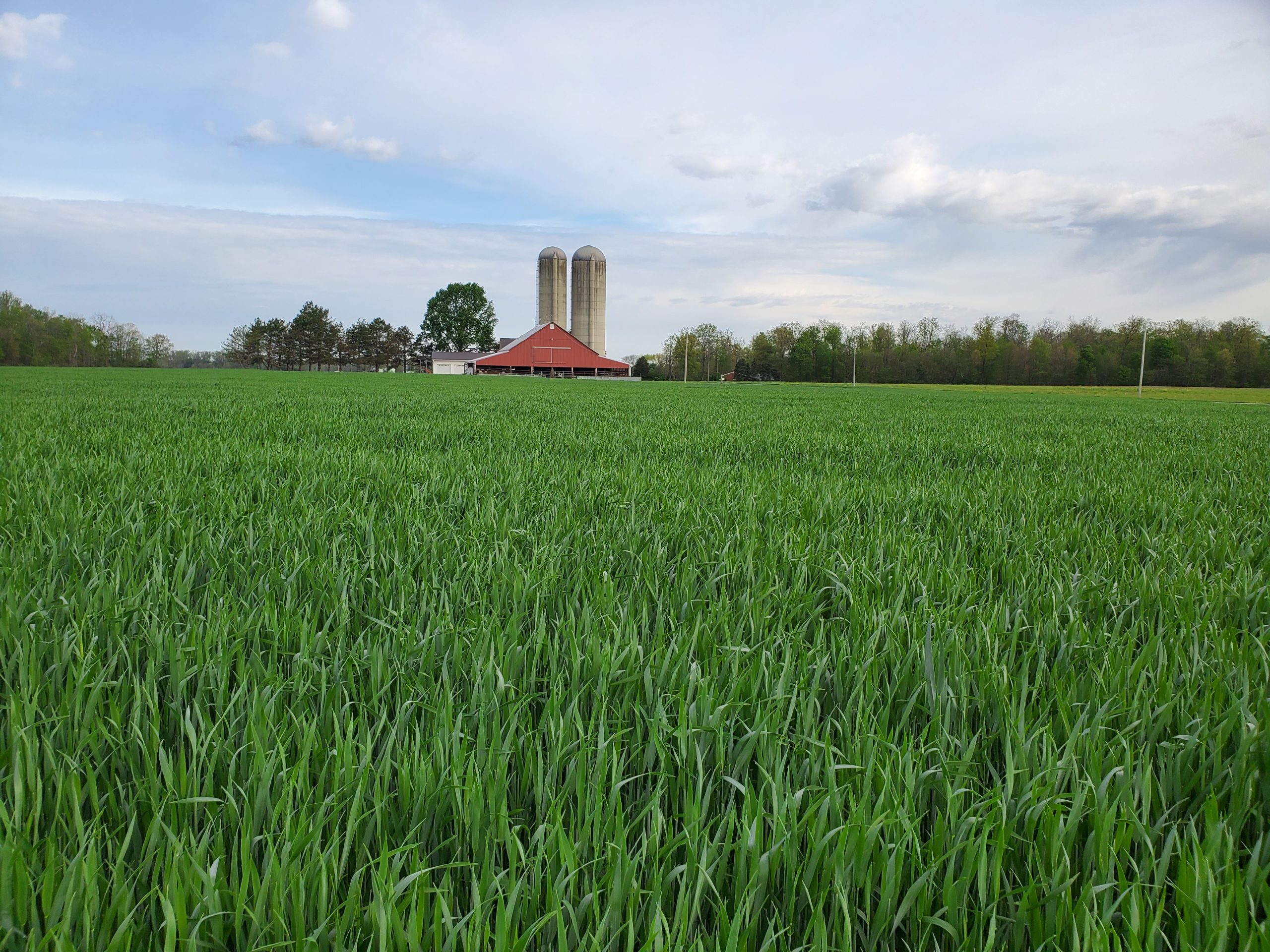 Triticale is not only a high producing forage for the livestock industry, it also has an immense root system. 