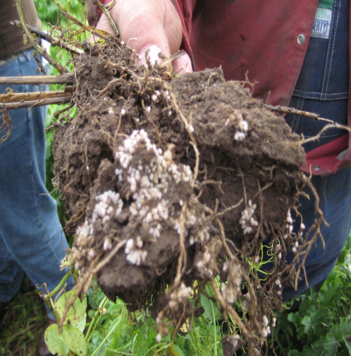 Groundbreaker Mix is a mix of Austrian winter peas and radish. It is a great mix for breaking up compacted soil and is particular useful ahead of  next year's corn crop. 