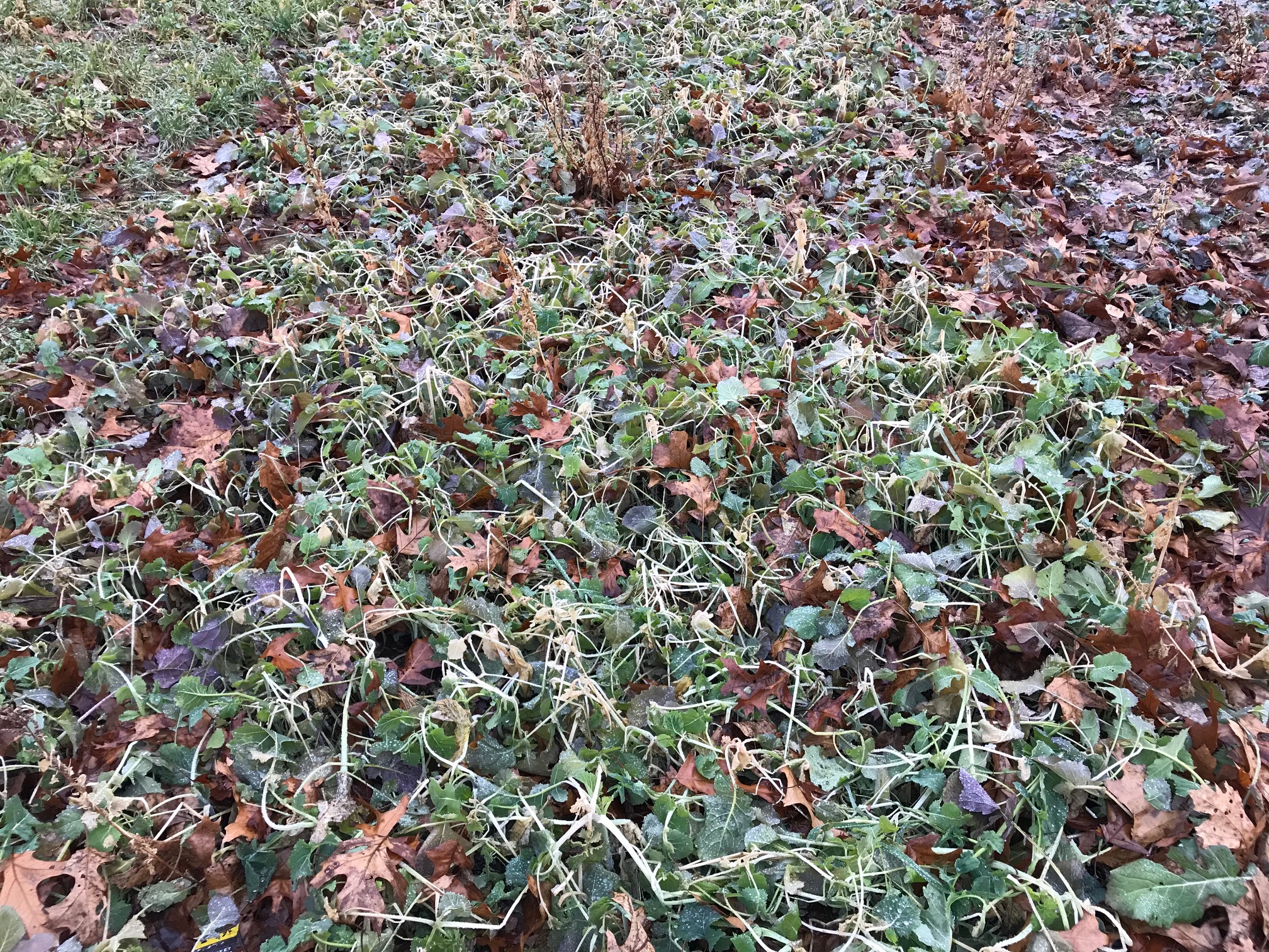 Kale - January 11 - after snow and sub 0 temps