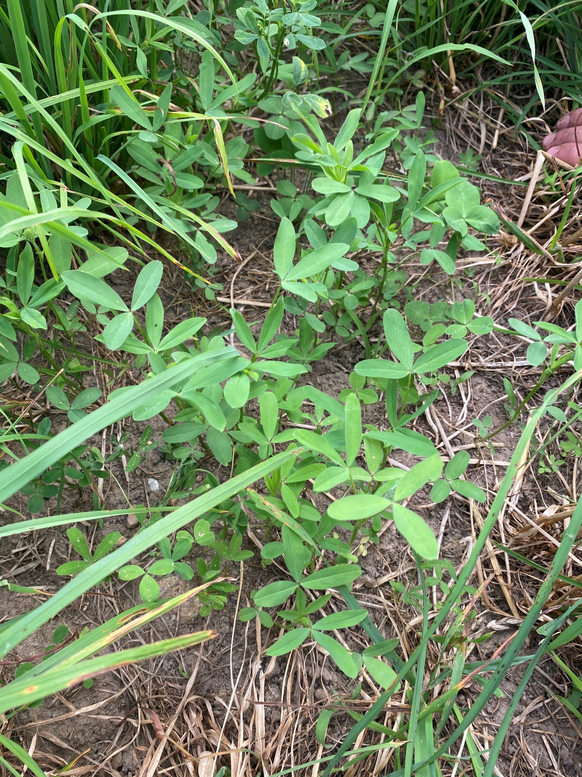 Frosty Berseem Clover frost seeded into an existing pasture. 