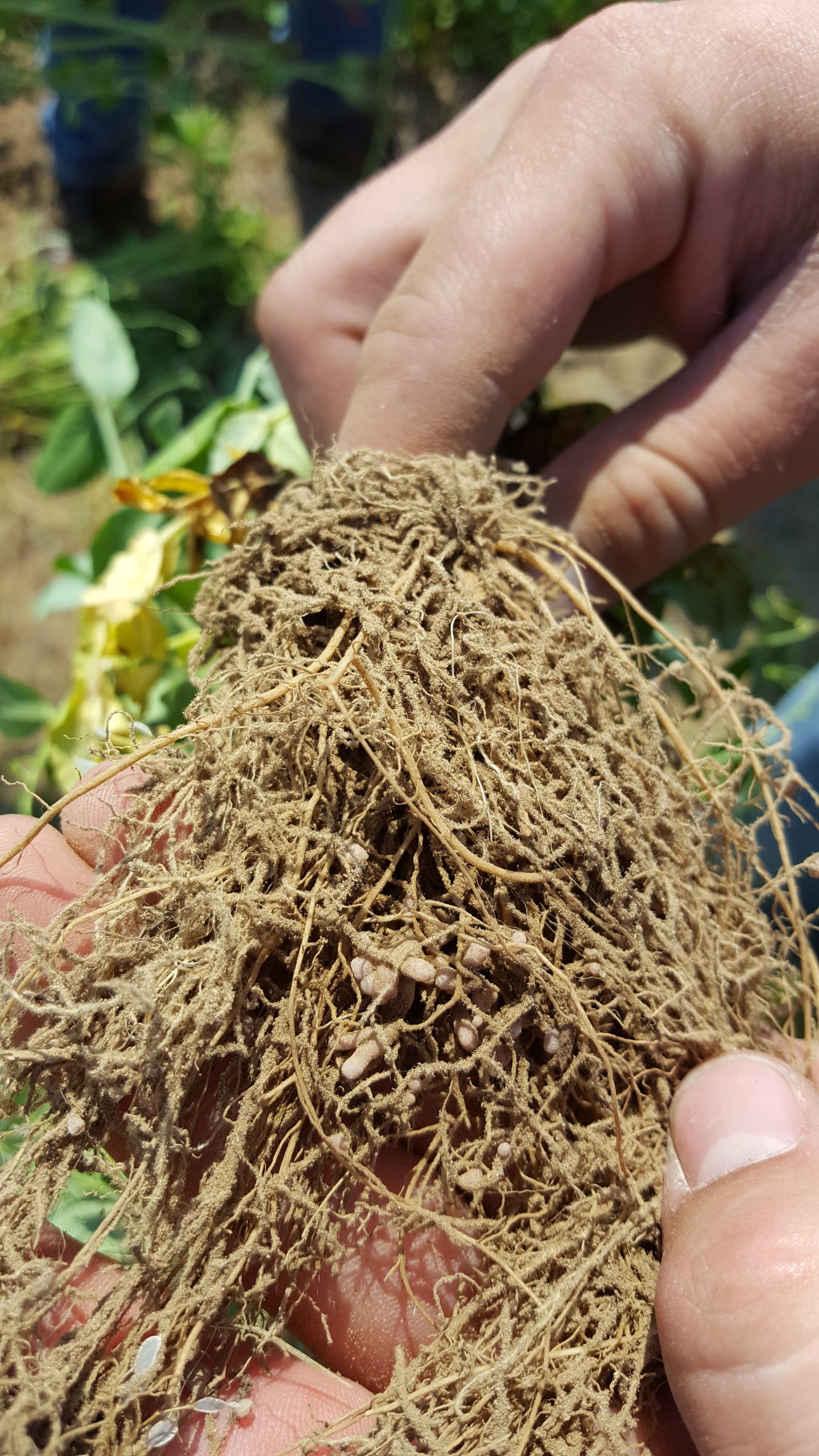 Organic matter increases as roots die. Keeping a cover crop in the field when the cash crop is no longer growing is one way to increase organic matter. 