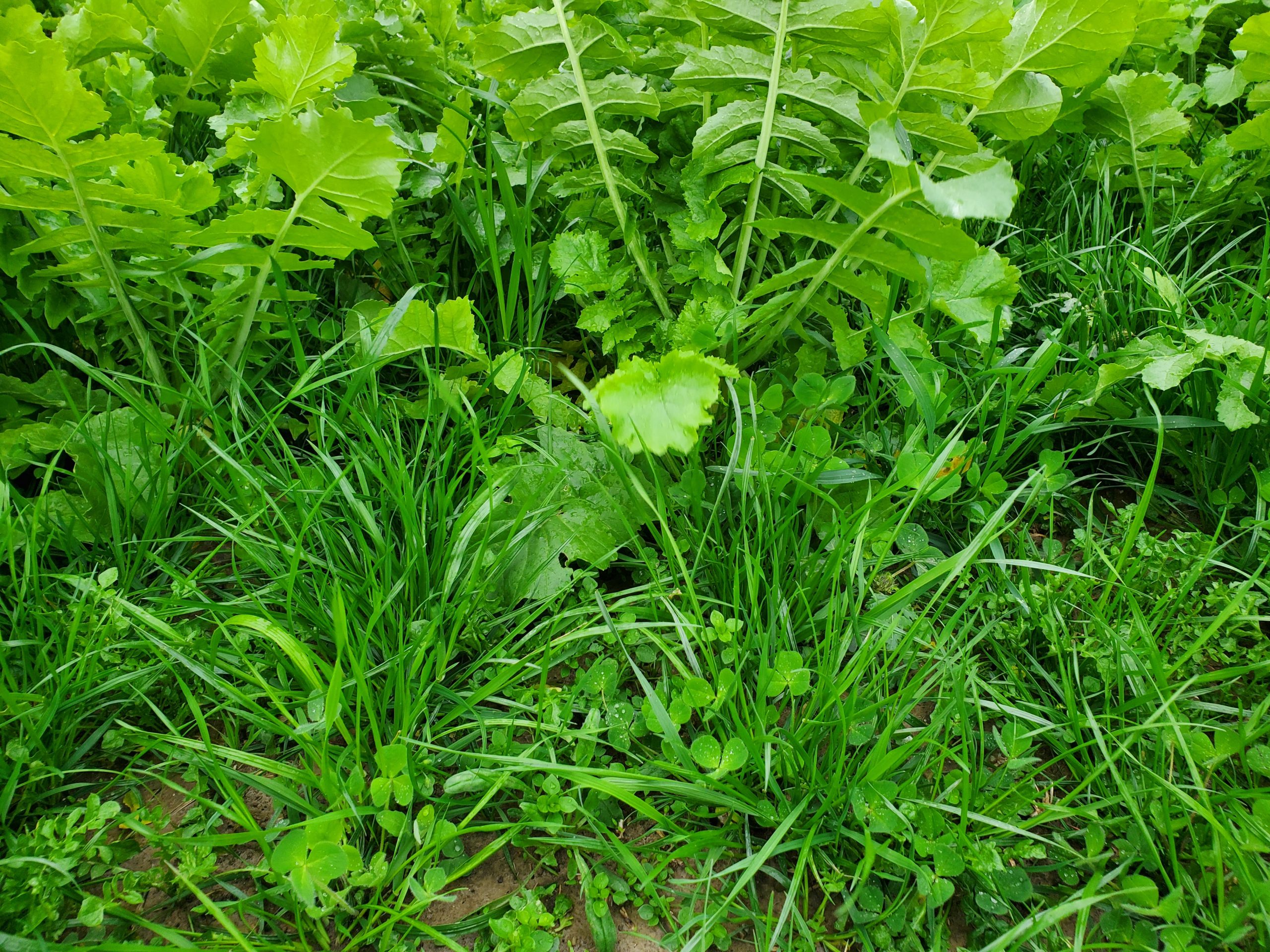 Nutribuilder Mix is a mix of annual ryegrass, crimson clover, and radish. It combines nutrient scavenging, nitrogen fixation, and compaction busting all in one mix. 