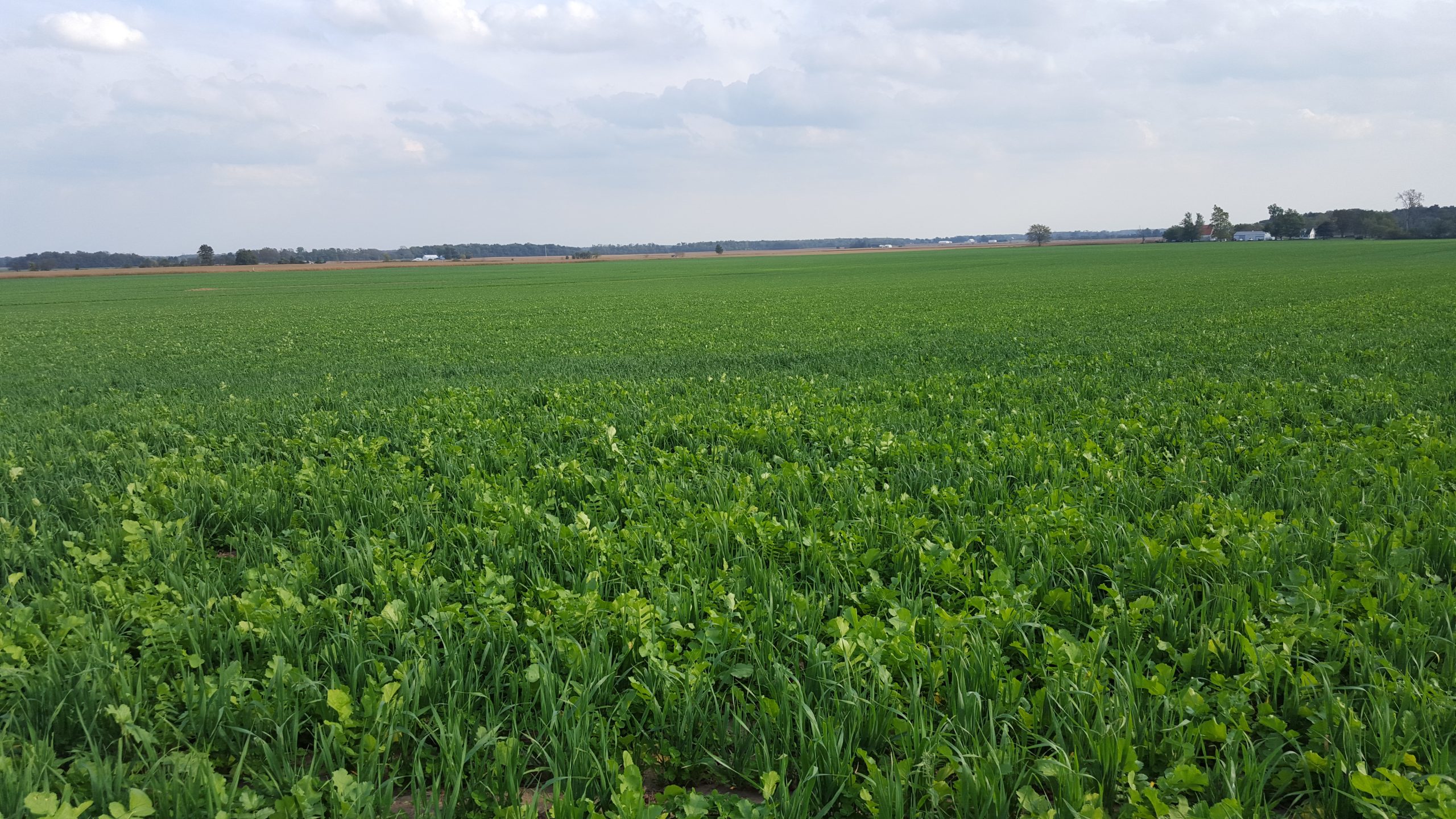 Oat-Radish Mix is a mix of oats and radish, and is designed to establish quick cover while also winterkilling. 