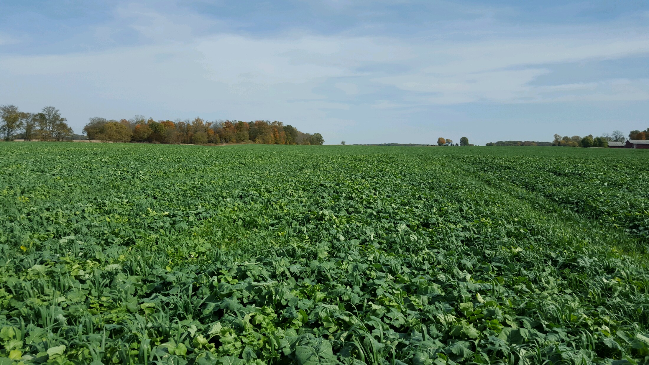 Cover Crop Mix - oats, cereal rye, radish, dwarf essex rapeseed