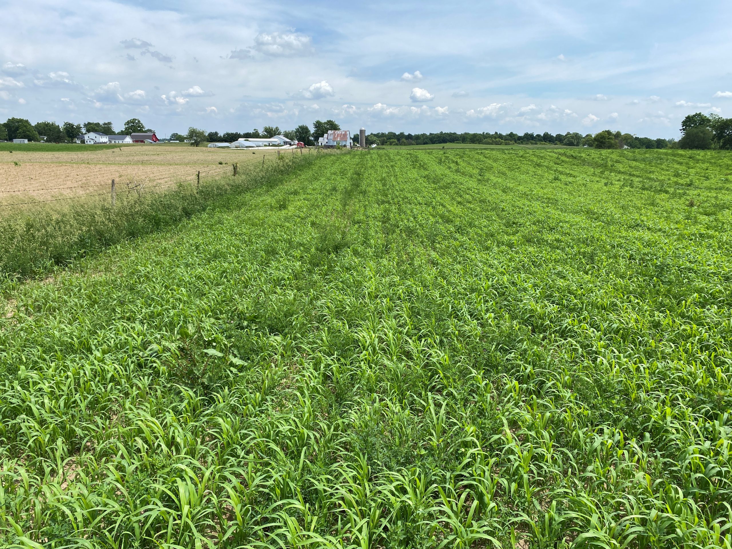 ProMax sudangrass into alfalfa - Harley Troyer