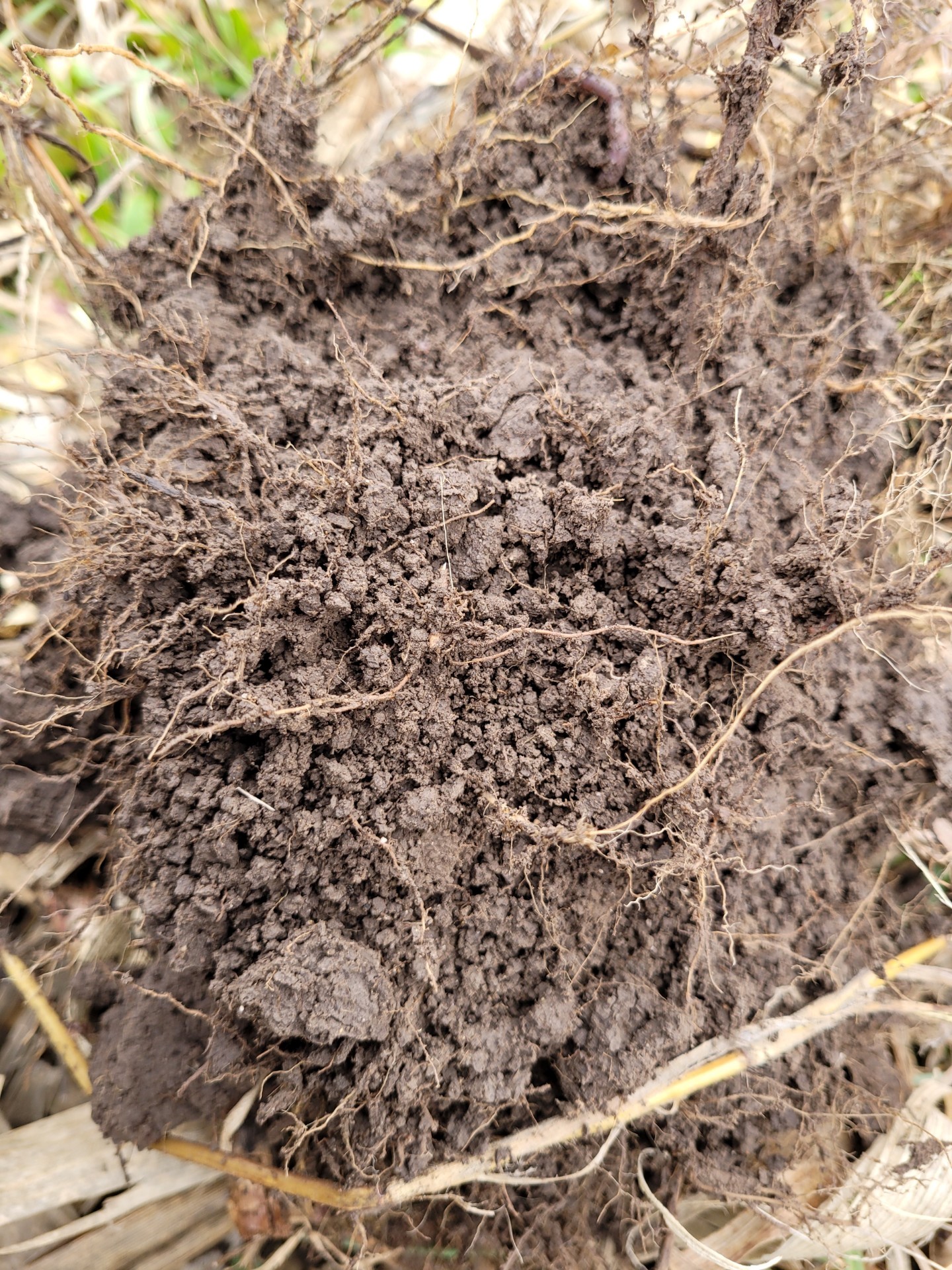 Sunflower roots improve soil structure.