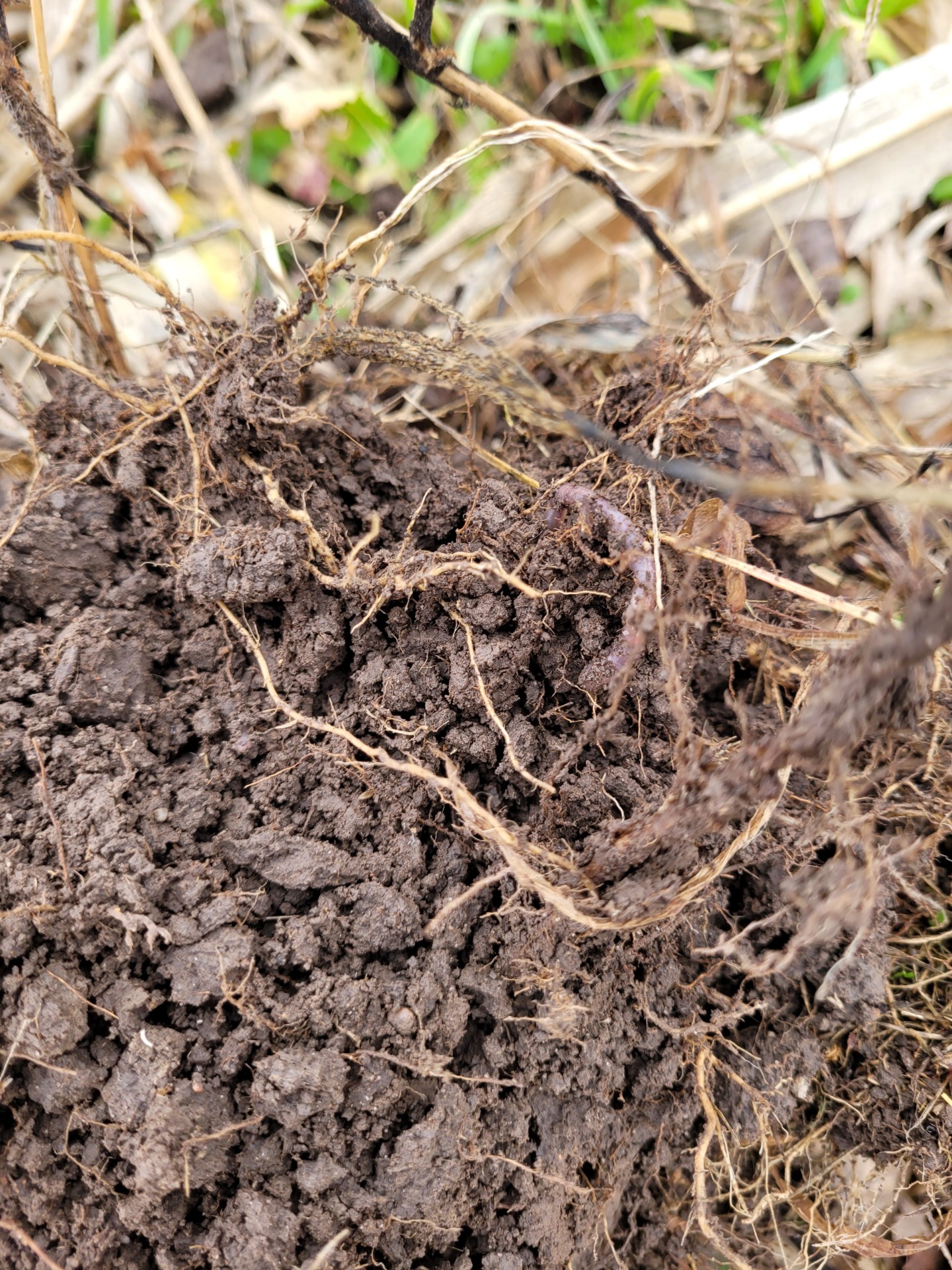 Sunflower roots are great soil builders.