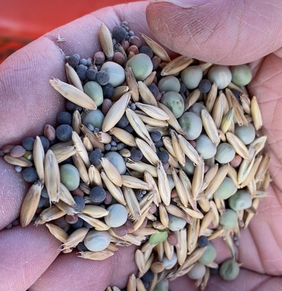 multi species cover crop mix