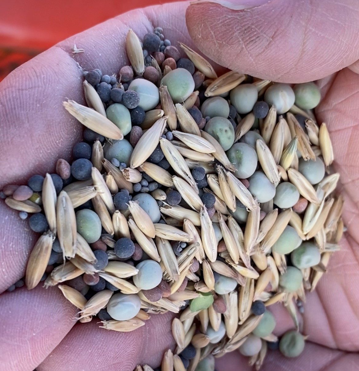 A multi-species cover crop mix, otherwise known as a "cocktail" mix. CISCO Seeds is well known in the Midwest for custom mixing cover crop seed. 