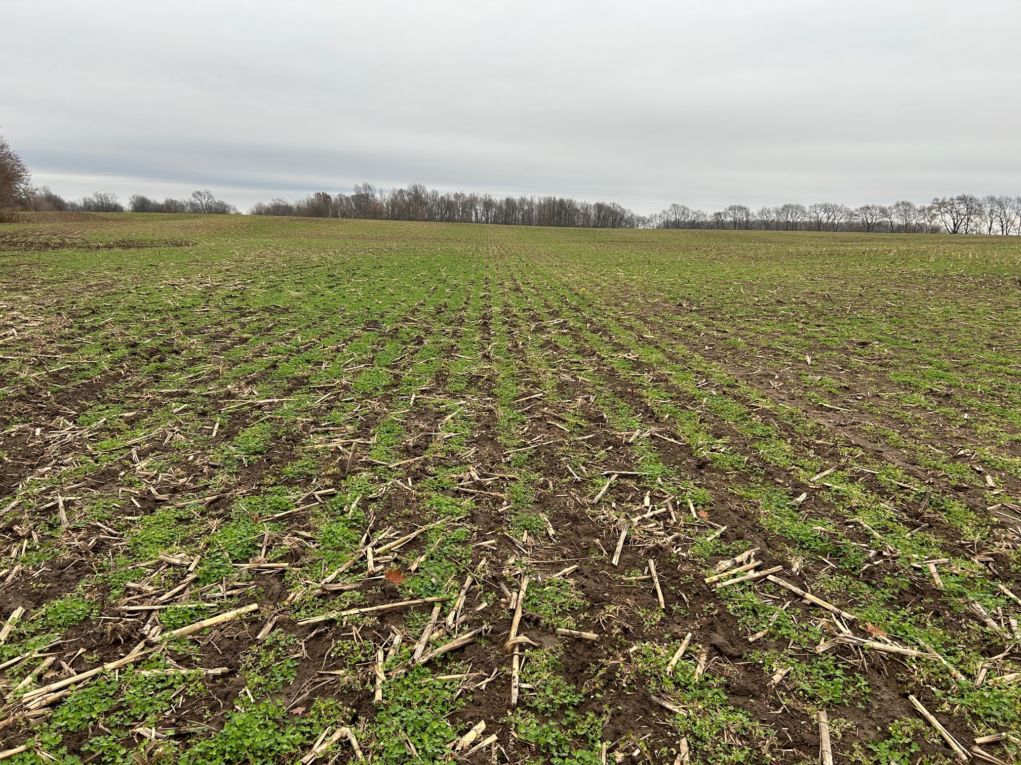 crimson clover after corn silage removed