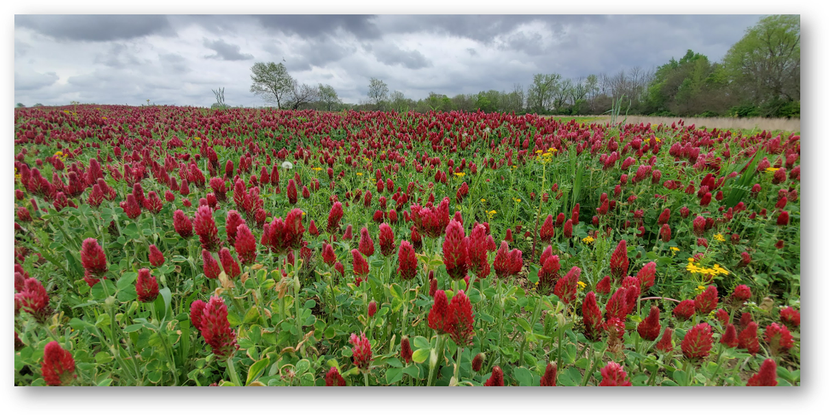 Crimson clover late spring north central Indiana. 