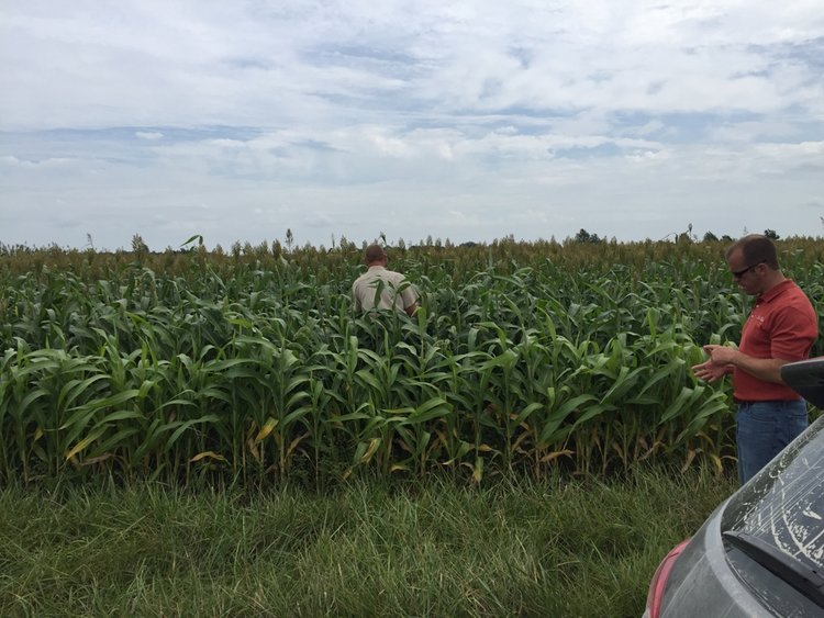 forage sorghum