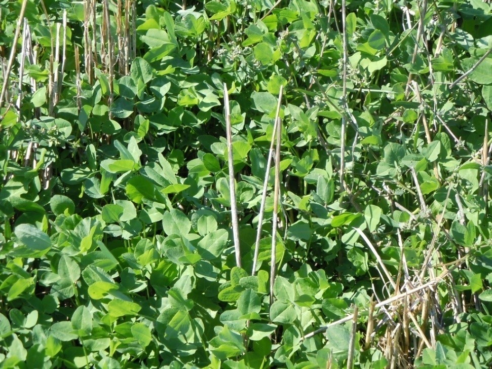 medium red clover is an excellent cover crop to frost seed into wheat