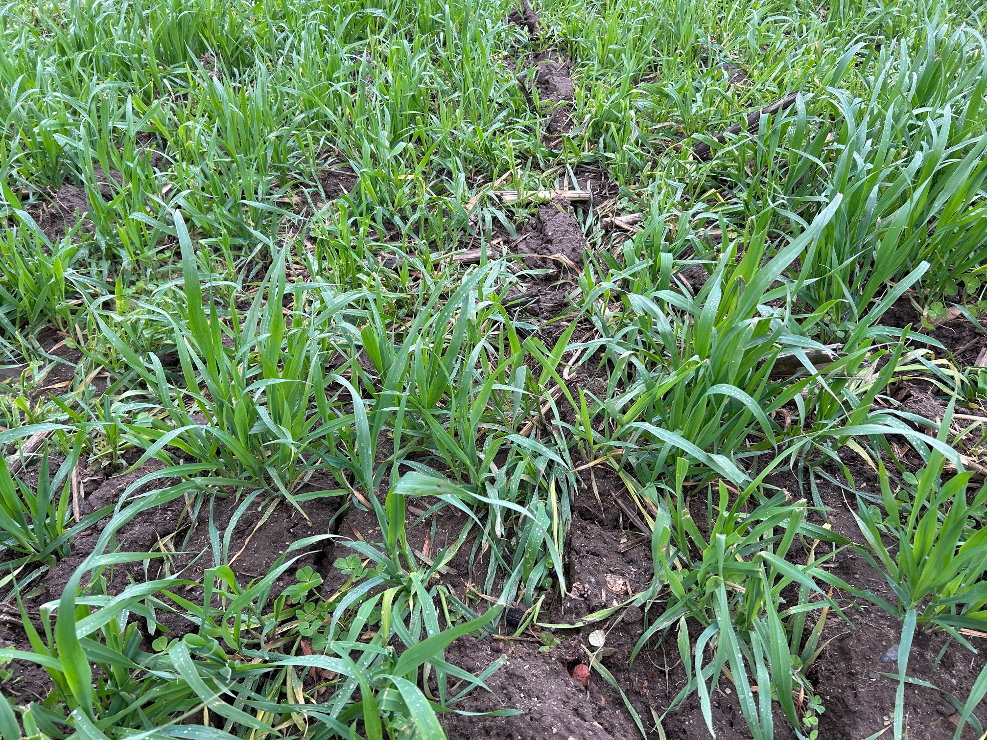 crimson clover seeded with oats