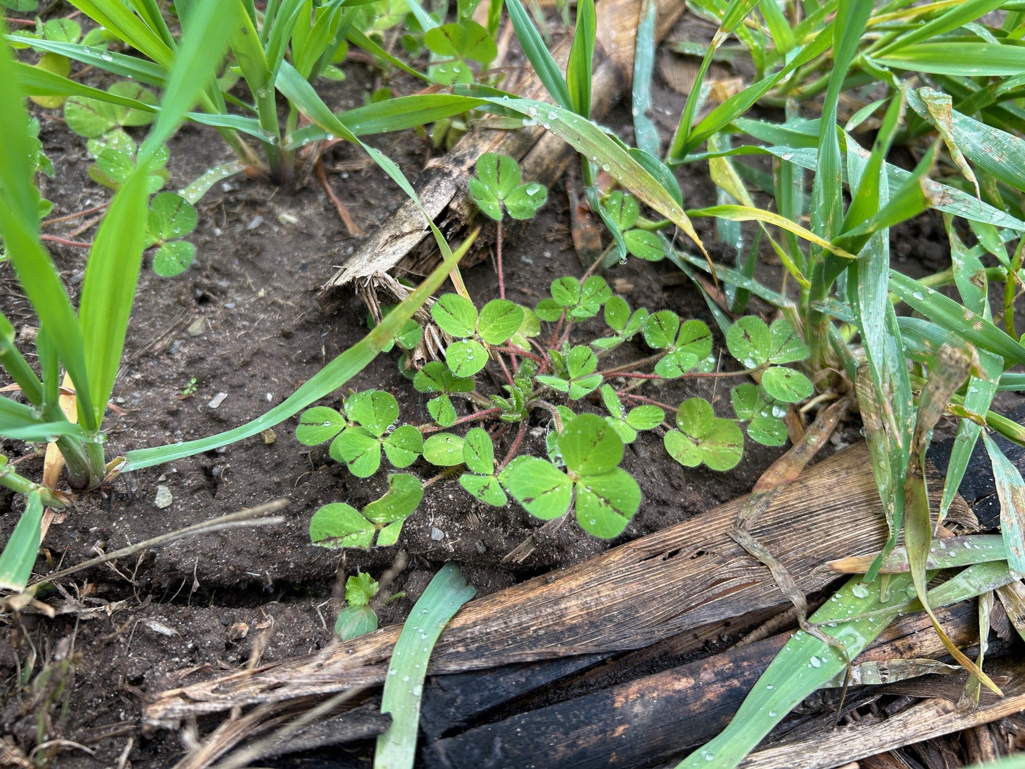 crimson clover