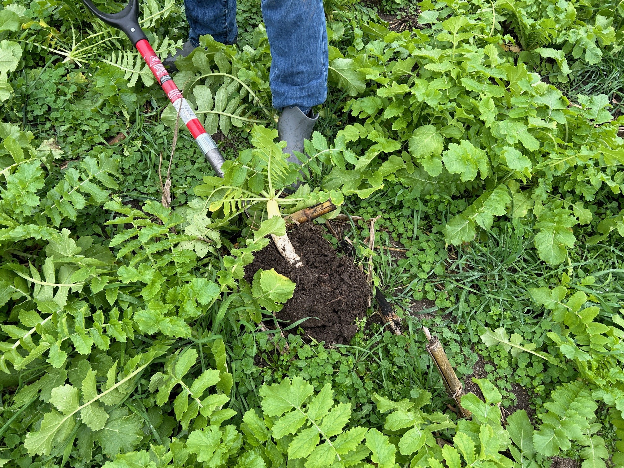 radish mixed with cereal rye