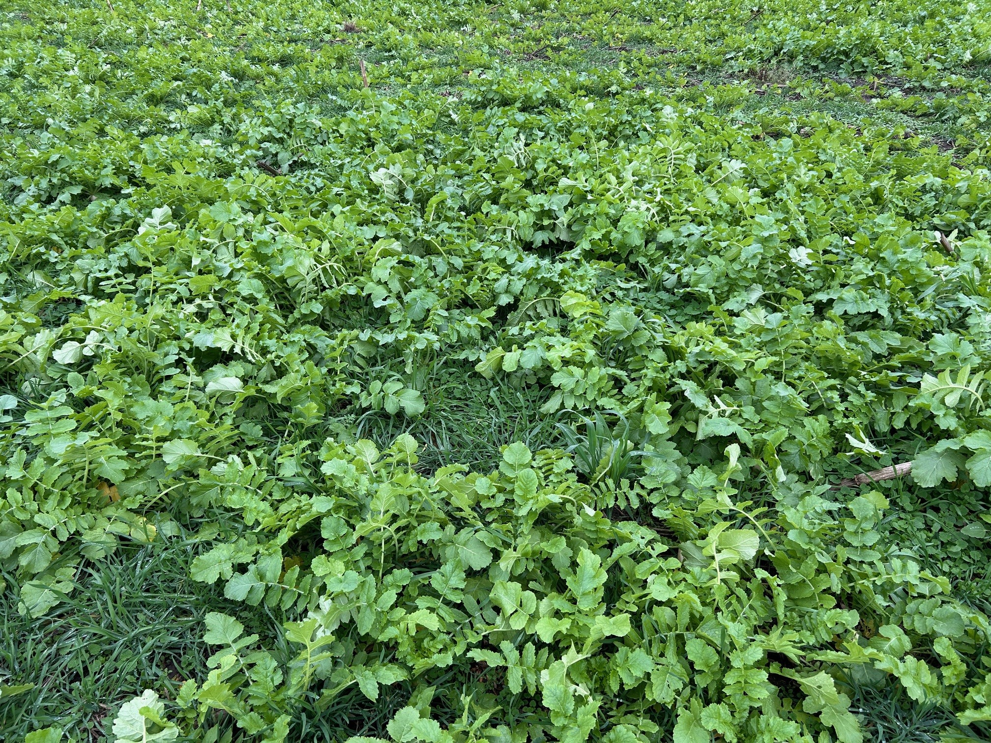 20 lbs. cereal rye / 5 lbs. Scavenger Radish