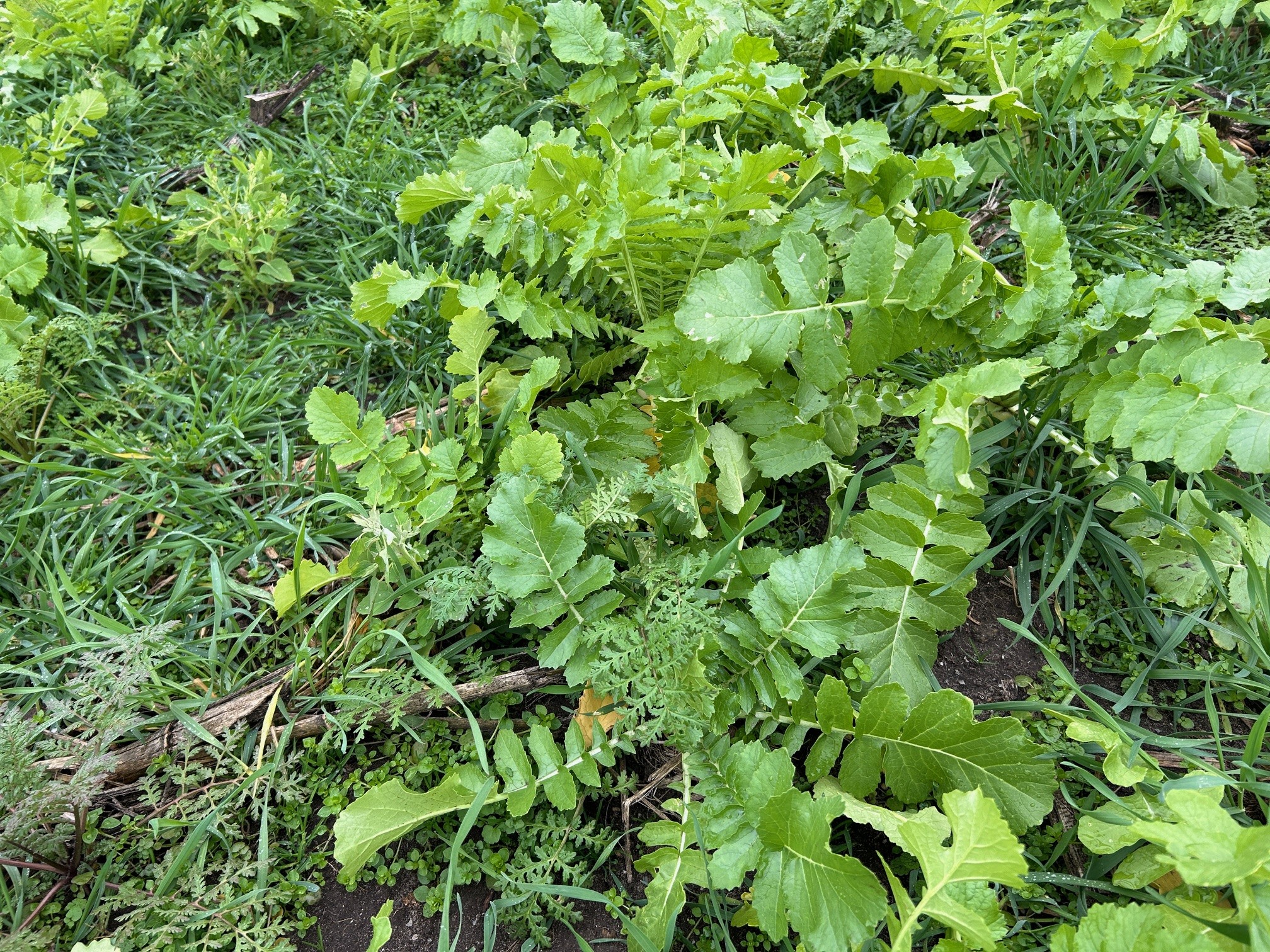 20 lbs. cereal rye / 5 lbs. Scavenger Radish 