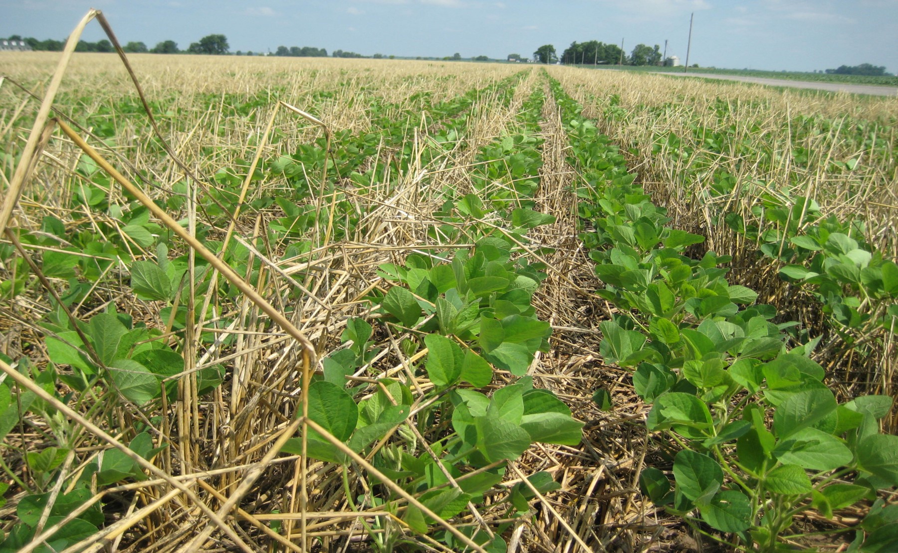 It's important to source cover crop seed that has been professionally cleaned and conditioned - so that you do not inadvertently add weed seed to your farm fields. 