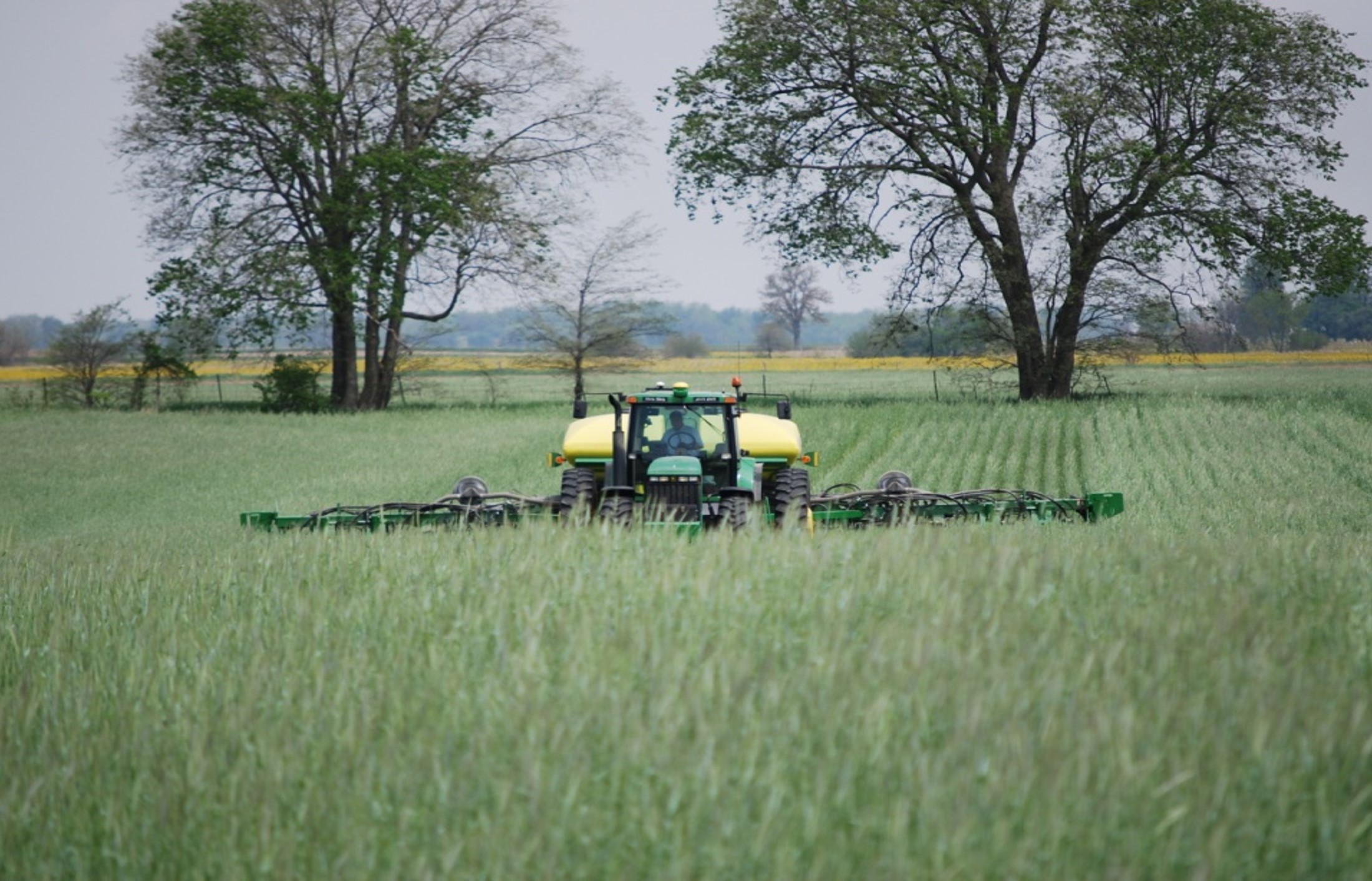 Cereal (winter rye) is the most common cover crop seed planted in the Midwest. It is versatile and is great for covering and improving soil. 