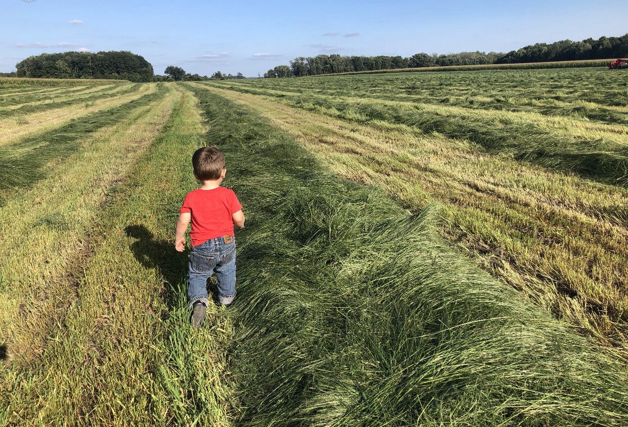 teff grass - Whitley