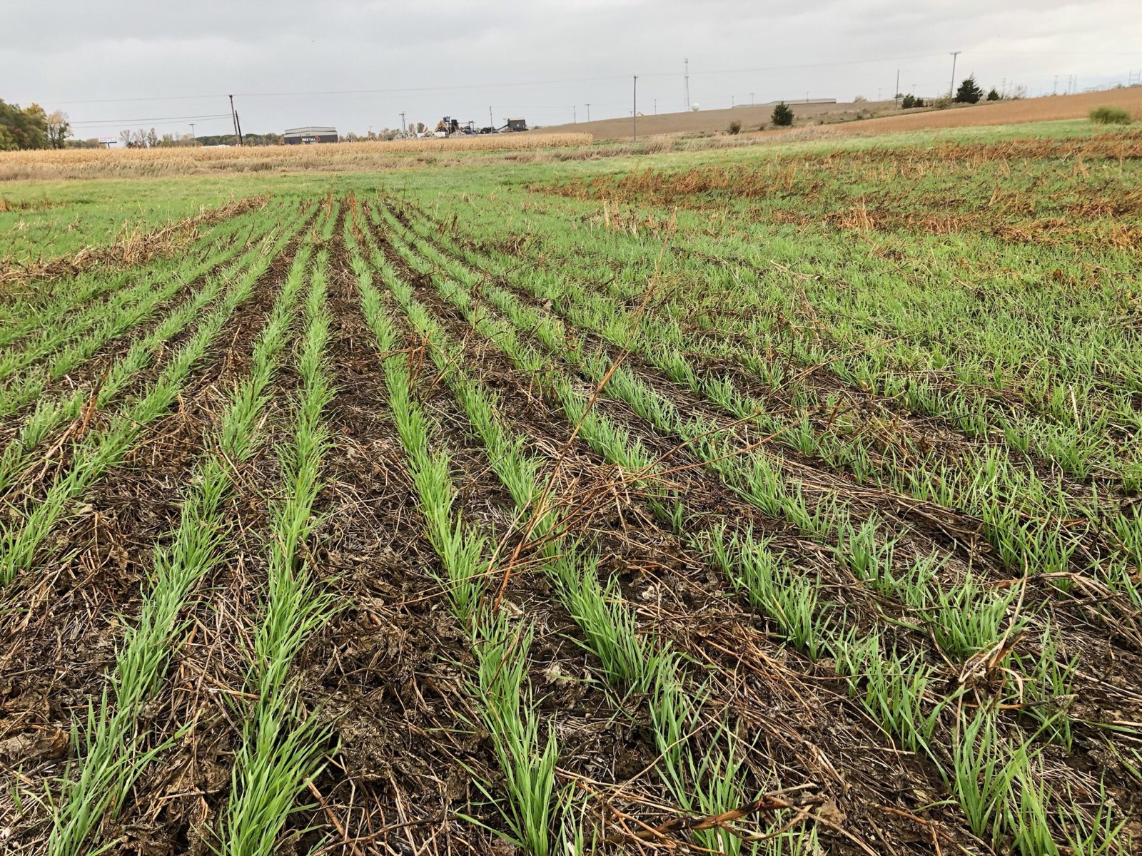 Wheat planted into cowpeas and buckwheat. 