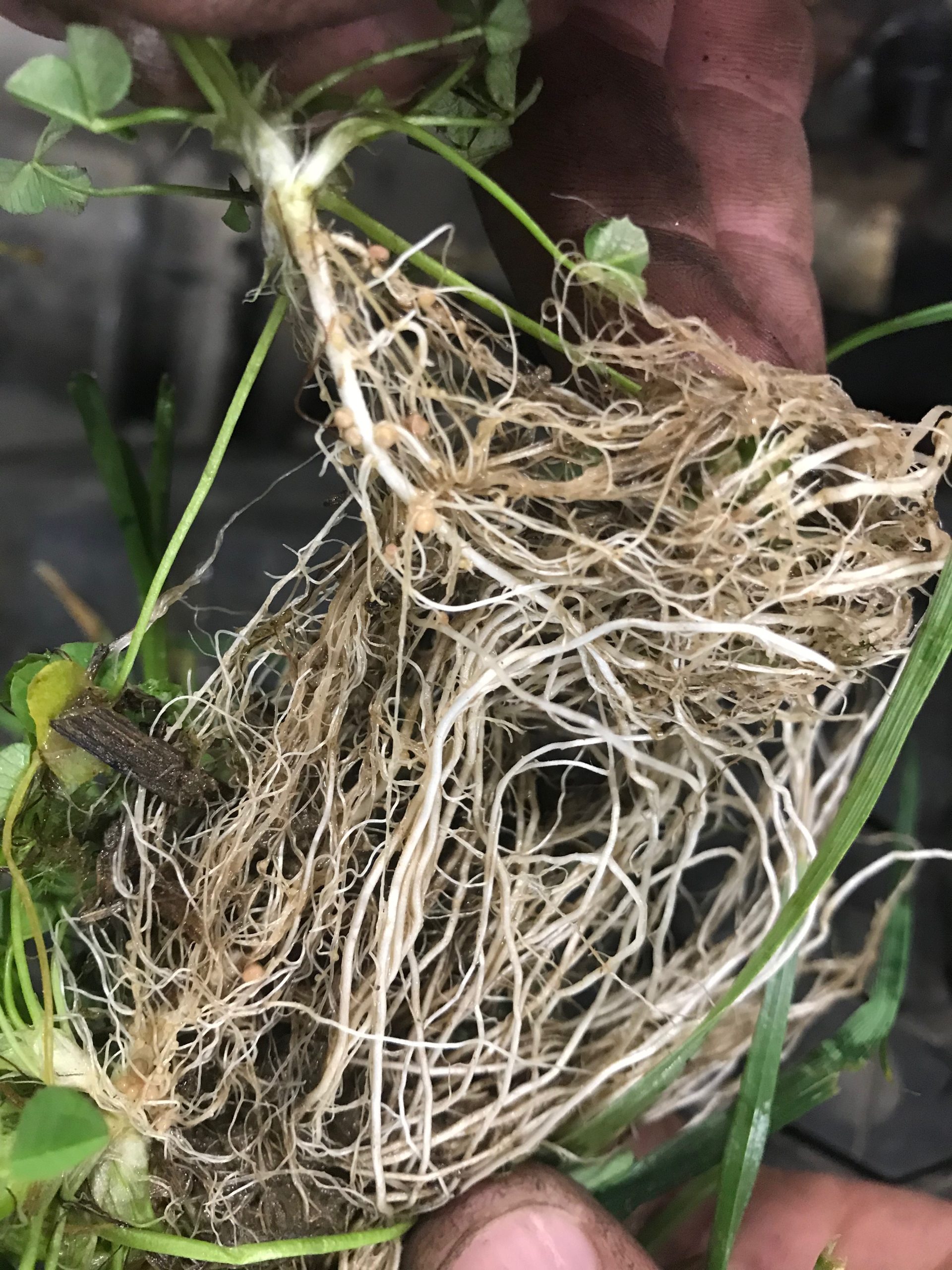 balansa clover roots