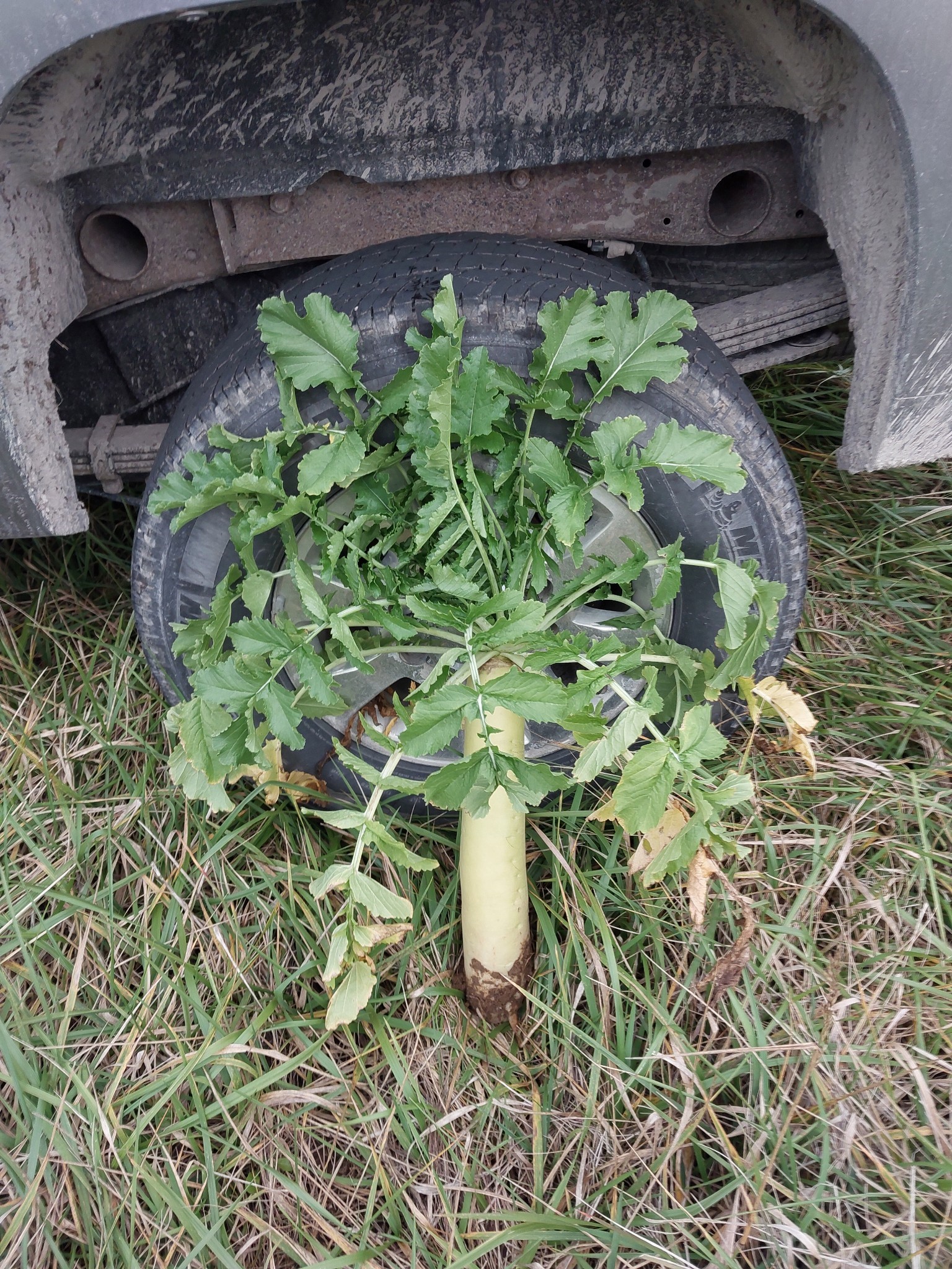 Scavenger radish