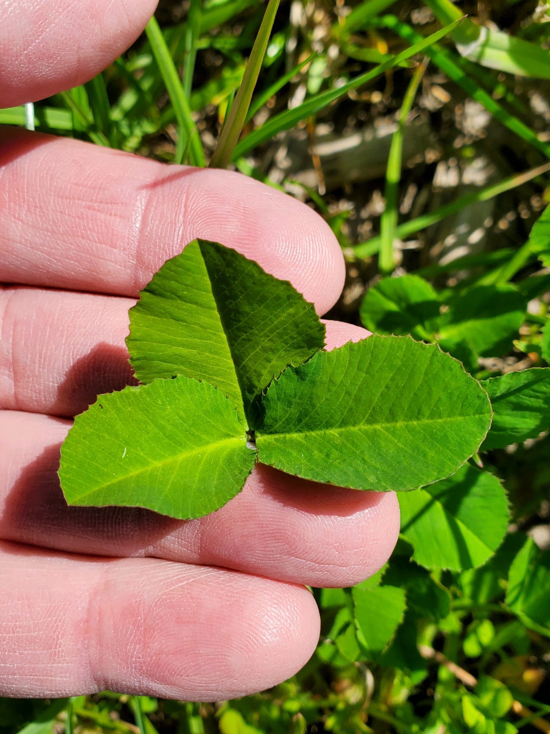 balansa clover leaf structure