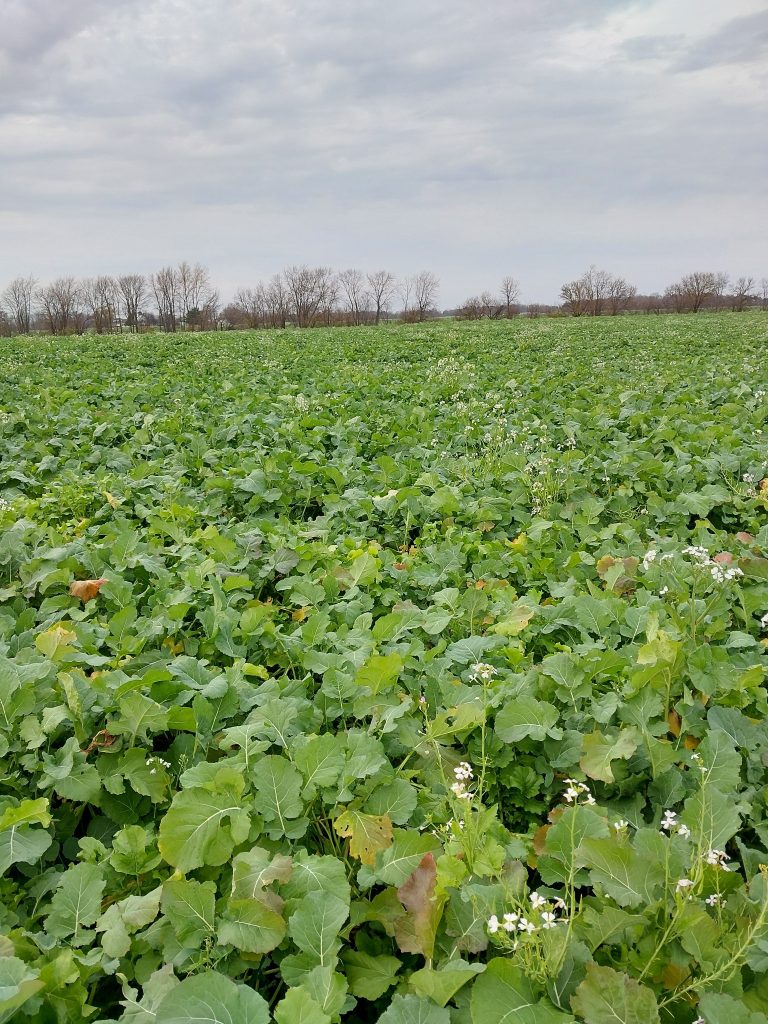 multi-species mix after wheat - hog manure applied