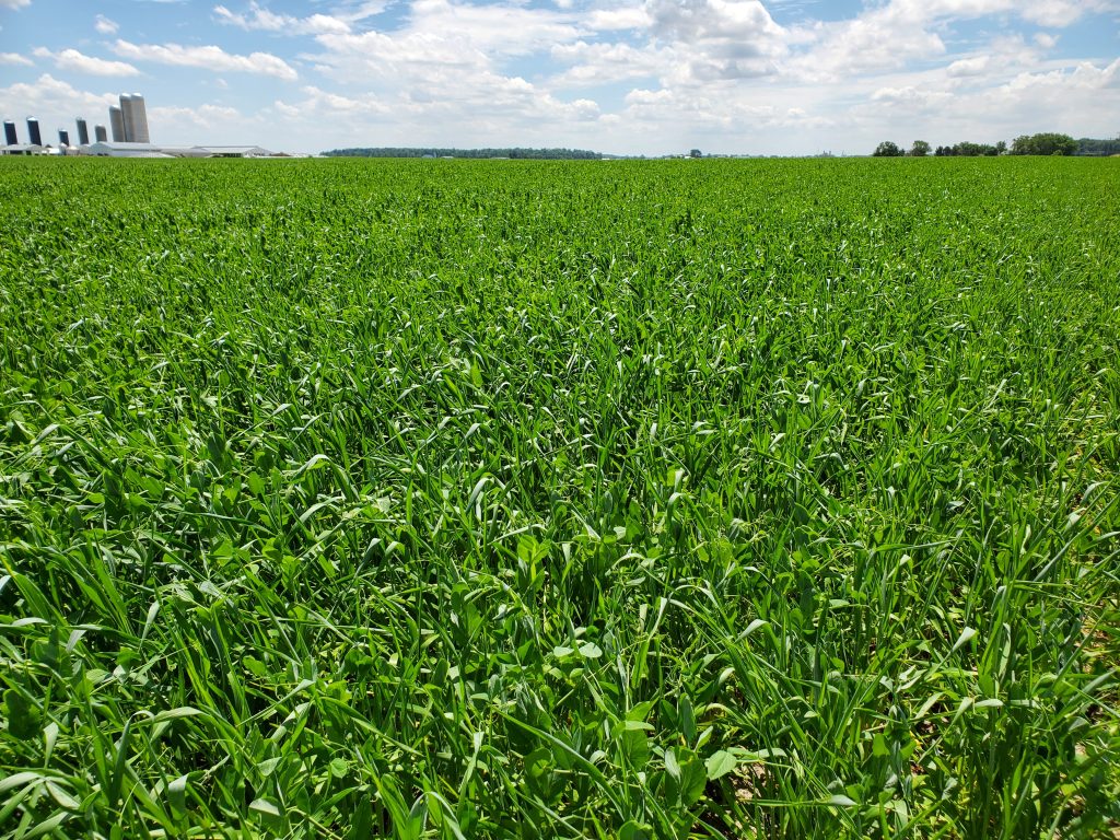 Milk Maker Mix - Triticale and Peas