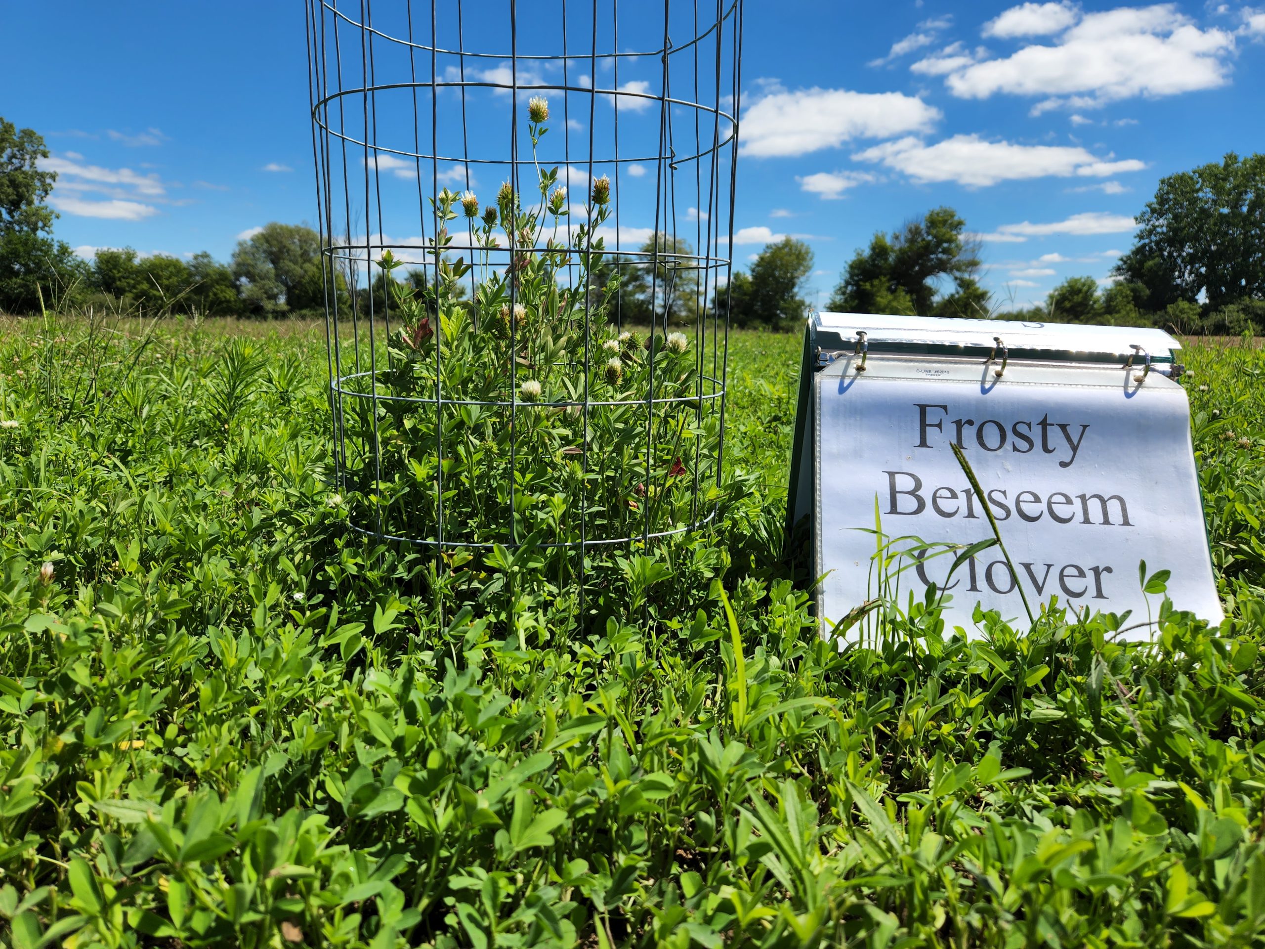 Frosty Berseem Clover - Cage Year 1