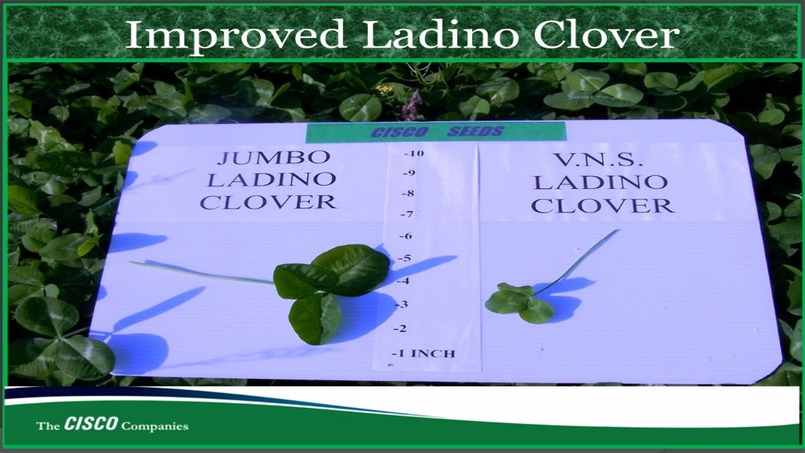 Jumbo Ladino Clover vs. VNS Clover