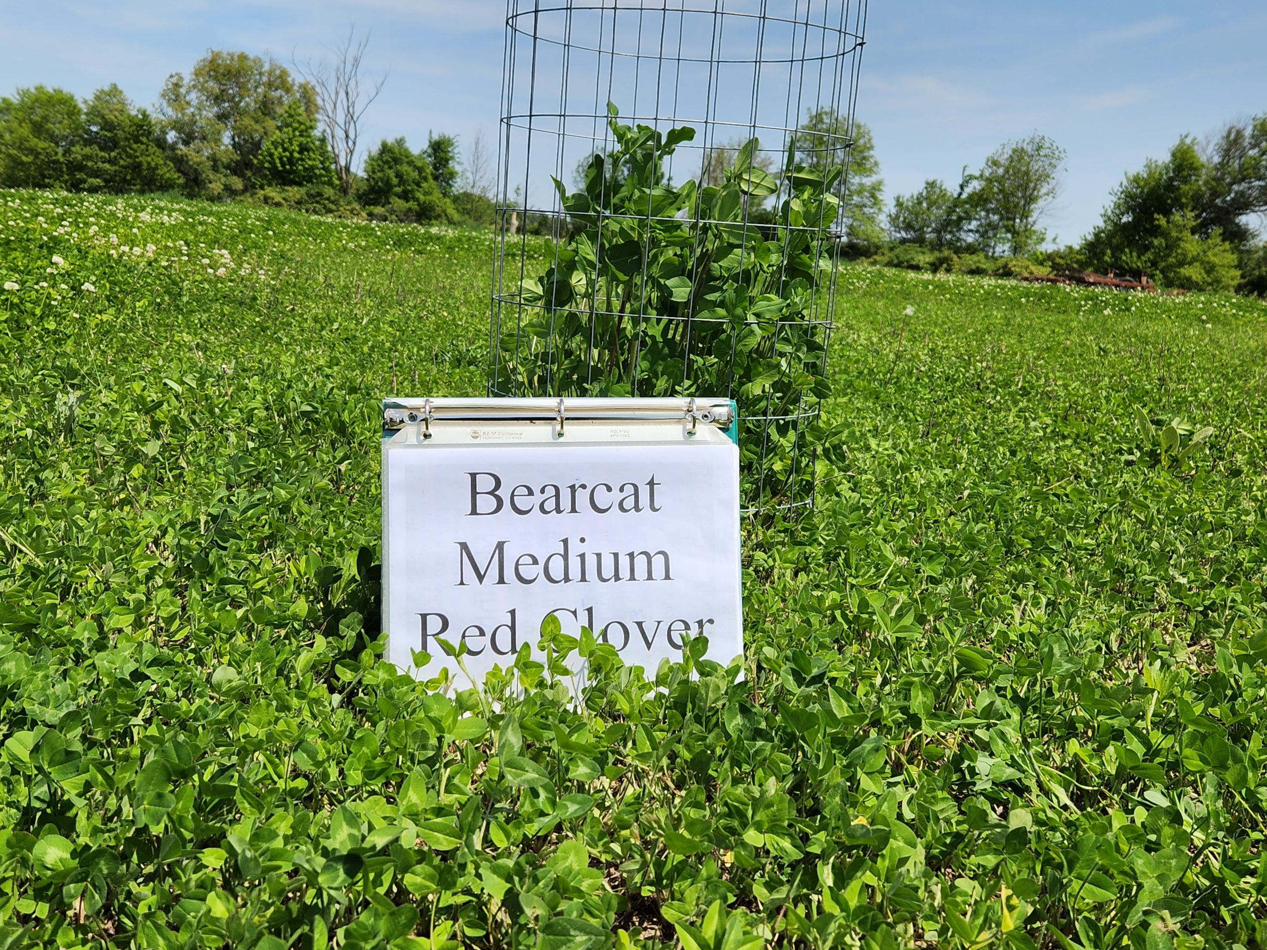 Bearcat medium red clover