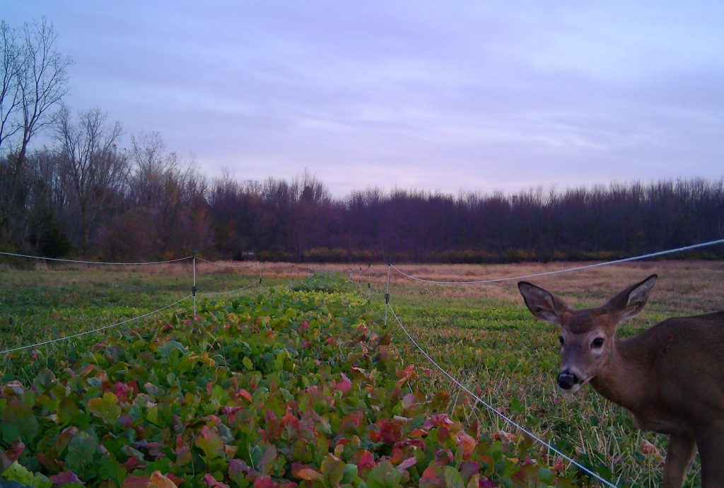 Midwestern Wildlife Zone - Brassica Plot