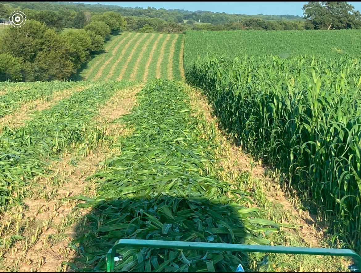 SS 711 Sorghum Sudangrass